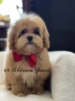 Lil daddy, a male Maltipoo for sale in Hesperia, CA – 2 of 7