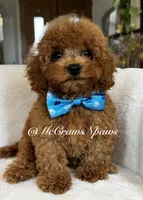Sam, a male Maltipoo for sale in Hesperia, CA – 7 of 9