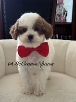 King, a male Cavapoo for sale in Hesperia, CA – 7 of 8