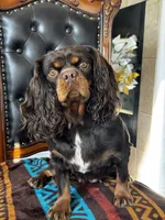 AKC Chrissy, a female Cavalier King Charles Spaniel for sale in Hesperia, CA – 5 of 5