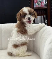 Summer, a female Cavapoo for sale in Hesperia, CA – 4 of 9