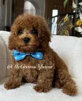 Sam, a male Maltipoo for sale in Hesperia, CA – 6 of 9