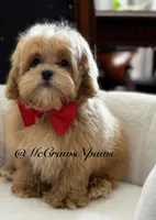Lil daddy, a male Maltipoo for sale in Hesperia, CA – 7 of 7
