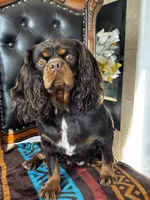 AKC Chrissy, a female Cavalier King Charles Spaniel for sale in Hesperia, CA – 3 of 5