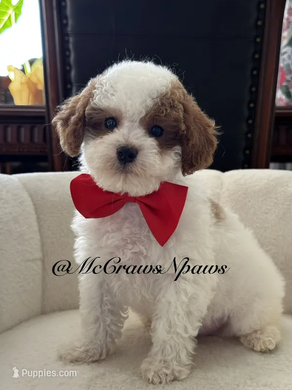 King – Cavapoo puppy for sale in Hesperia, CA