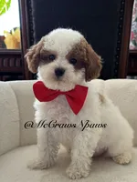 King, a male Cavapoo for sale in Hesperia, CA – 1 of 8