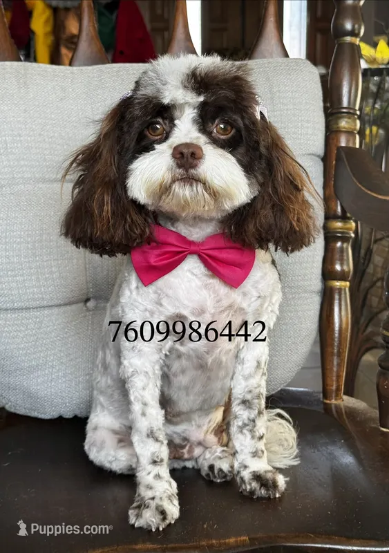 Cupcake – Cavapoo puppy for sale in Hesperia, CA