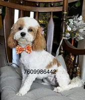 Lovely, a female Maltipoo for sale in Hesperia, CA – 2 of 2