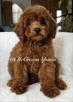 Big red, a male Maltipoo for sale in Hesperia, CA – 7 of 7