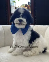 Larry, a male Cavapoo for sale in Hesperia, CA – 5 of 6