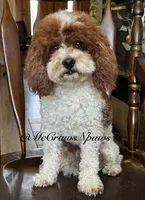 Akc Jody, a male Poodle - Miniature  for sale in Hesperia, CA – 2 of 3