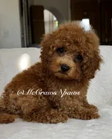Sam, a male Maltipoo for sale in Hesperia, CA – 8 of 9