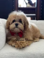 Lil daddy, a male Maltipoo for sale in Hesperia, CA – 5 of 7