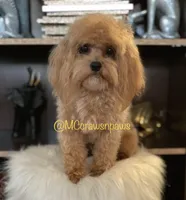 Minnie, a female Maltipoo for sale in Hesperia, CA – 4 of 4