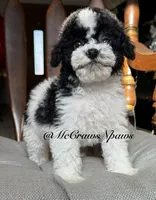 Larry, a male Cavapoo for sale in Hesperia, CA – 2 of 6