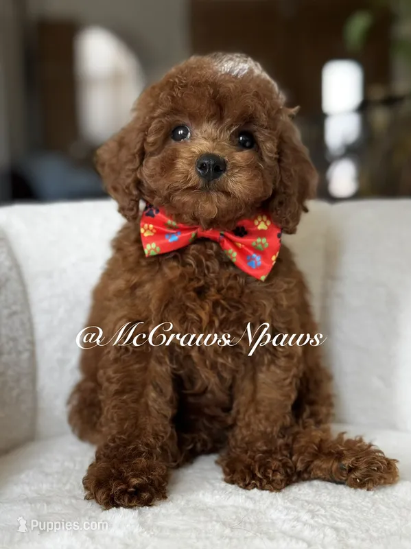 Big red – Maltipoo puppy for sale in Hesperia, CA