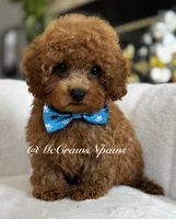 Sam, a male Maltipoo for sale in Hesperia, CA – 9 of 9