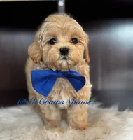 Timmy, a male Maltipoo for sale in Hesperia, CA – Photo 5 of 6