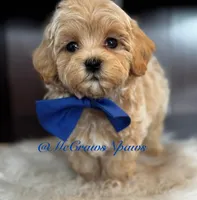 Timmy, a male Maltipoo for sale in Hesperia, CA – Photo 4 of 6