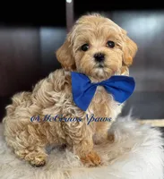 Timmy, a male Maltipoo for sale in Hesperia, CA – Photo 3 of 6