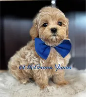 Timmy, a male Maltipoo for sale in Hesperia, CA – Photo 6 of 6
