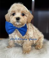 Timmy, a male Maltipoo for sale in Hesperia, CA – Photo 1 of 6