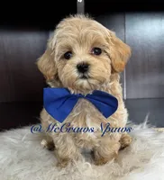 Timmy, a male Maltipoo for sale in Hesperia, CA – Photo 2 of 6