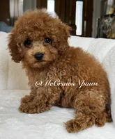 Sam, a male Maltipoo for sale in Hesperia, CA – 3 of 9
