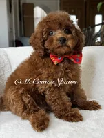 Big red, a male Maltipoo for sale in Hesperia, CA – 6 of 7