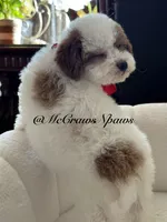 King, a male Cavapoo for sale in Hesperia, CA – 3 of 8