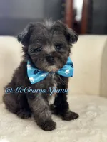 Handsome, a male Poodle - Toy  for sale in Hesperia, CA – Photo 4 of 5