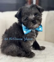 Handsome, a male Poodle - Toy  for sale in Hesperia, CA – Photo 3 of 5