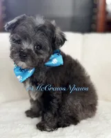 Handsome, a male Poodle - Toy  for sale in Hesperia, CA – Photo 2 of 5