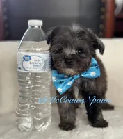 Handsome, a male Poodle - Toy  for sale in Hesperia, CA – Photo 5 of 5