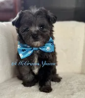 Handsome, a male Poodle - Toy  for sale in Hesperia, CA – Photo 1 of 5