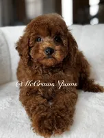 Big red, a male Maltipoo for sale in Hesperia, CA – 4 of 7