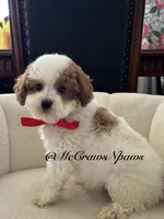King, a male Cavapoo for sale in Hesperia, CA – 5 of 8