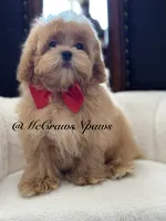 Lil daddy, a male Maltipoo for sale in Hesperia, CA – 4 of 7