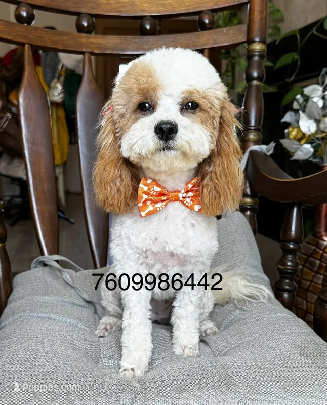 Lovely – Maltipoo puppy for sale in Hesperia, CA