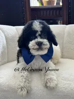 Larry, a male Cavapoo for sale in Hesperia, CA – 3 of 6