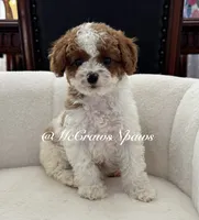 Summer, a female Cavapoo for sale in Hesperia, CA – 5 of 9