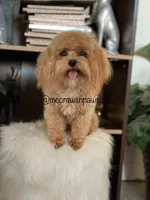 Minnie, a female Maltipoo for sale in Hesperia, CA – 2 of 4