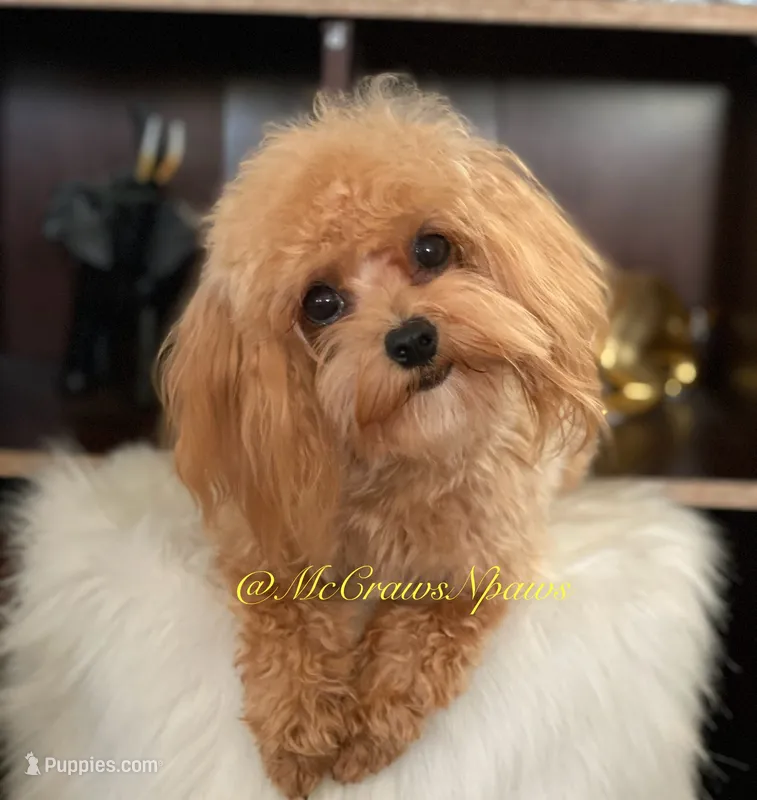 Minnie – Maltipoo puppy for sale in Hesperia, CA