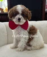 Summer, a female Cavapoo for sale in Hesperia, CA – 8 of 9
