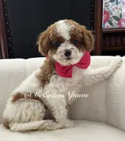 Summer, a female Cavapoo for sale in Hesperia, CA – 9 of 9