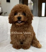 Sam, a male Maltipoo for sale in Hesperia, CA – 2 of 9