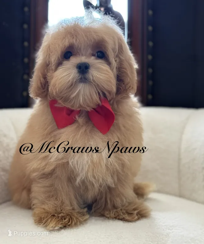 Lil daddy, a male Maltipoo for sale in Hesperia, CA – 1 of 7