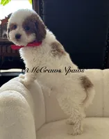 King, a male Cavapoo for sale in Hesperia, CA – 6 of 8