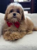 Lil daddy, a male Maltipoo for sale in Hesperia, CA – 3 of 7