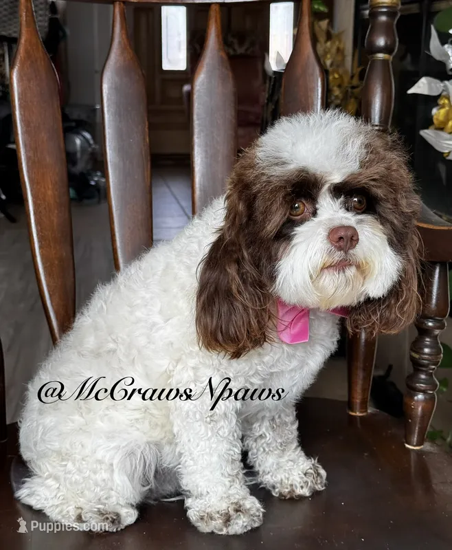 Cupcake – Cavapoo puppy for sale in Hesperia, CA